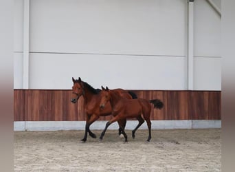 Zangersheide, Hengst, Veulen (05/2026), Bruin