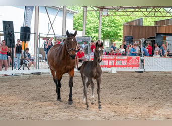 Zangersheide, Hengst, Veulen (04/2026), Bruin