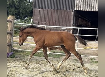 Zangersheide, Hengst, Veulen (04/2025), Bruin