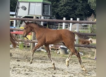 Zangersheide, Hengst, Veulen (04/2025), Bruin