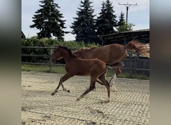 Zangersheide, Hengst, Veulen (04/2025), Bruin
