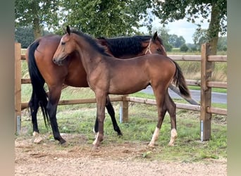 Zangersheide, Hengst, Veulen (03/2026), Bruin
