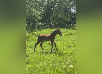 Zangersheide, Hengst, Veulen (05/2026), Bruin