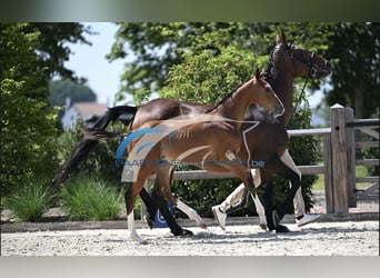 Zangersheide, Hengst, Veulen (05/2025), Bruin