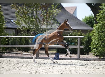 Zangersheide, Hengst, Veulen (05/2025), Bruin