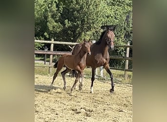 Zangersheide, Hengst, Veulen (05/2025), Donkerbruin