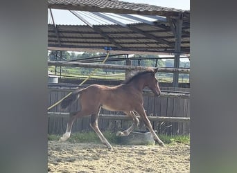 Zangersheide, Hengst, Veulen (05/2025), Donkerbruin
