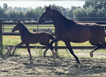 Zangersheide, Hengst, Veulen (05/2025), Donkerbruin