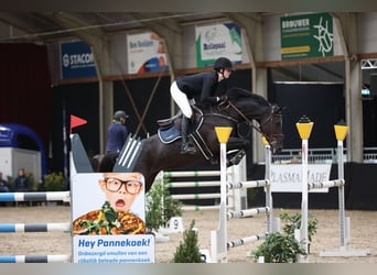 Zangersheide, Hengst, veulen (04/2024), Donkerbruin