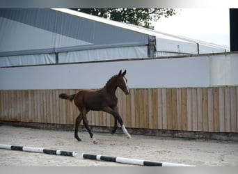 Zangersheide, Hengst, Veulen (05/2026), Donkerbruin