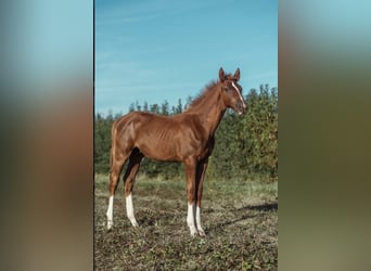 Zangersheide Mix, Hengst, Veulen (05/2026), Donkere-vos