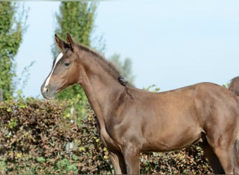 Zangersheide, Hengst, Veulen (05/2026), Donkere-vos