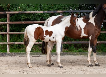 Zangersheide, Hengst, Veulen (05/2026), Gevlekt-paard