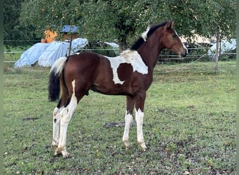 Zangersheide, Hengst, veulen (05/2024), Gevlekt-paard