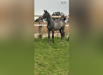 Zangersheide, Hengst, veulen (05/2024), kan schimmel zijn