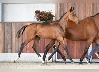 Zangersheide, Hengst, Veulen (05/2025), Roodbruin