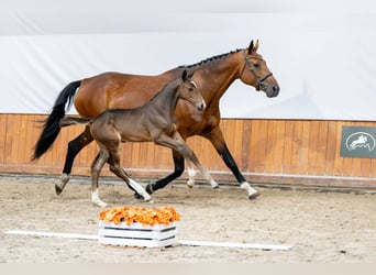 Zangersheide, Hengst, Veulen (05/2025)