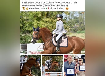 Zangersheide, Hengst, Veulen (04/2026)