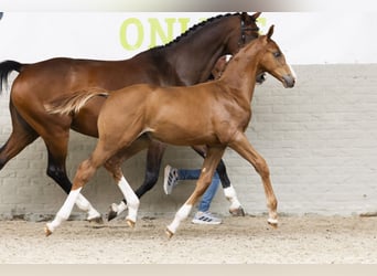 Zangersheide, Hengst, Veulen (05/2025)