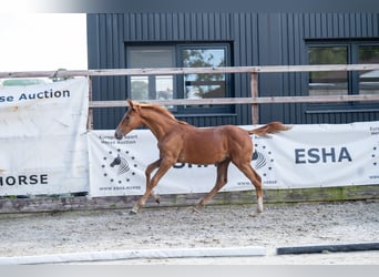 Zangersheide, Hengst, veulen (01/2024), Vos