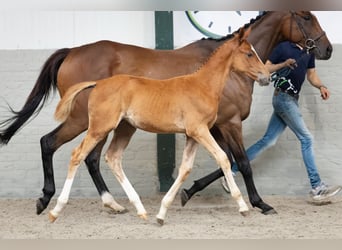 Zangersheide, Hengst, Veulen (07/2026), Vos