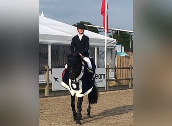 Zangersheide, Hengst, 9 Jaar, 172 cm, Zwart