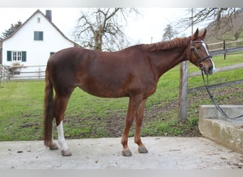 Zangersheide, Klacz, 10 lat, 165 cm, Kasztanowata