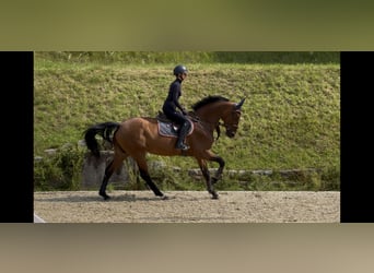 Zangersheide, Klacz, 10 lat, 169 cm, Jasnogniada