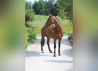Zangersheide, Klacz, 10 lat, 169 cm, Jasnogniada