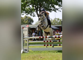 Zangersheide, Klacz, 10 lat, 180 cm, Siwa