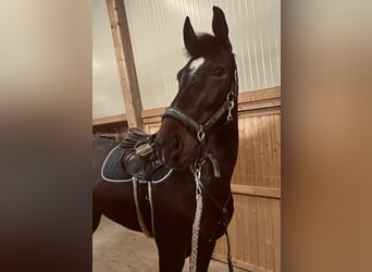 Zangersheide, Klacz, 10 lat, Ciemnogniada
