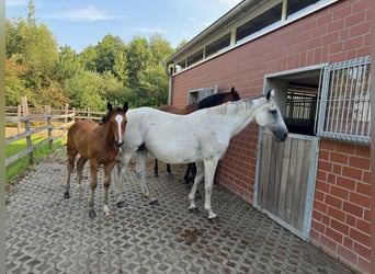 Zangersheide, Klacz, 11 lat, 170 cm, Siwa