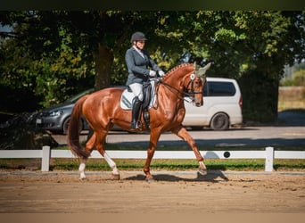 Zangersheide, Klacz, 11 lat, 171 cm, Kasztanowata