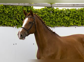 Zangersheide, Klacz, 11 lat, 173 cm, Kasztanowata