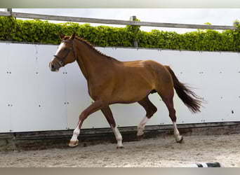 Zangersheide, Klacz, 11 lat, 173 cm, Kasztanowata