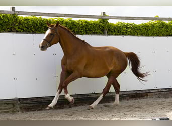 Zangersheide, Klacz, 11 lat, 173 cm, Kasztanowata