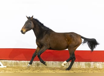 Zangersheide, Klacz, 12 lat, 164 cm