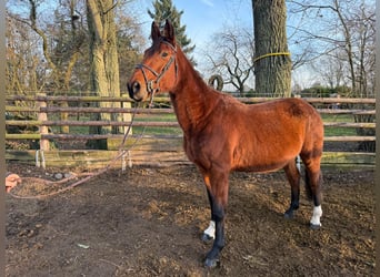 Zangersheide, Klacz, 12 lat, 167 cm, Gniada