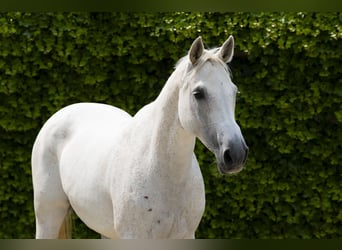 Zangersheide, Klacz, 13 lat, 162 cm, Siwa