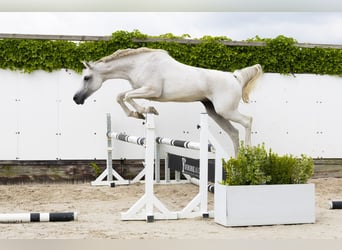 Zangersheide, Klacz, 13 lat, 162 cm, Siwa