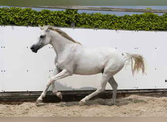 Zangersheide, Klacz, 13 lat, 162 cm, Siwa