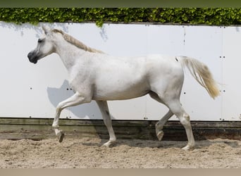 Zangersheide, Klacz, 13 lat, 162 cm, Siwa