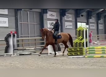 Zangersheide, Klacz, 13 lat, 175 cm, Kasztanowata