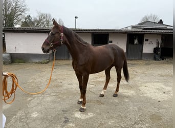 Zangersheide, Klacz, 13 lat, Ciemnokasztanowata