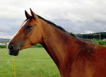 Zangersheide, Klacz, 14 lat, 166 cm, Gniada