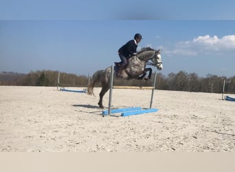 Zangersheide, Klacz, 14 lat, 172 cm, Siwa