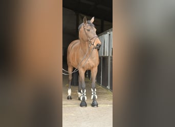 Zangersheide, Klacz, 15 lat, 165 cm, Gniada