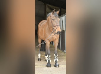 Zangersheide, Klacz, 15 lat, 165 cm, Gniada