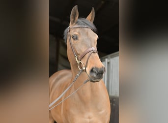 Zangersheide, Klacz, 15 lat, 165 cm, Gniada