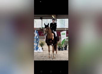 Zangersheide, Klacz, 15 lat, 168 cm, Kasztanowata